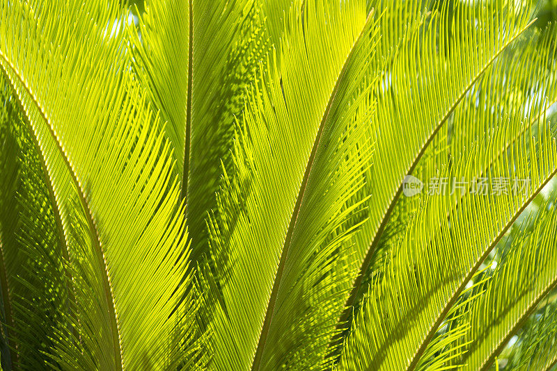 苏铁叶(Cycas revoluta)